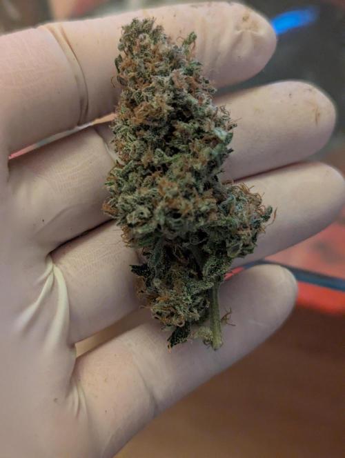 Epsilon, orion, purplematic cbd. Week 12