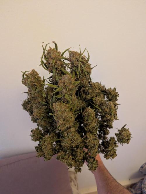 Epsilon, orion, purplematic cbd. Week 12