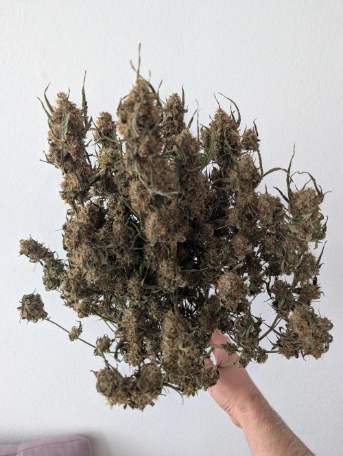 Epsilon, orion, purplematic cbd. Week 12