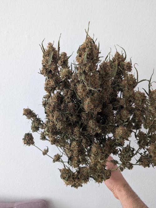 Epsilon, orion, purplematic cbd. Week 12
