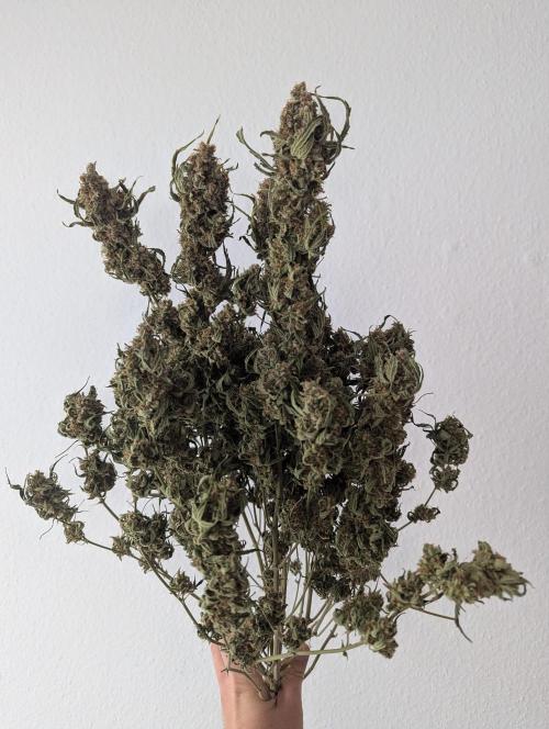 Epsilon, orion, purplematic cbd. Week 12