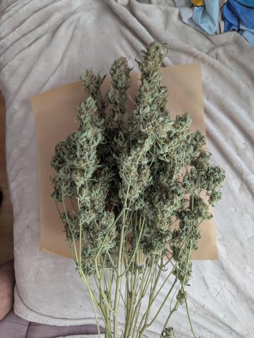 Epsilon, orion, purplematic cbd. Week 12