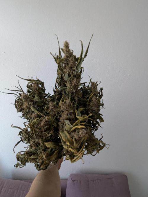 Epsilon, orion, purplematic cbd. Week 12