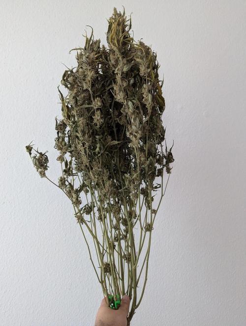 Epsilon, orion, purplematic cbd. Week 12