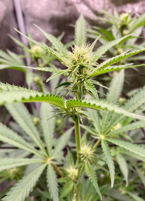 Pepe's Garden. Week 3 - Seedstockers test strain.