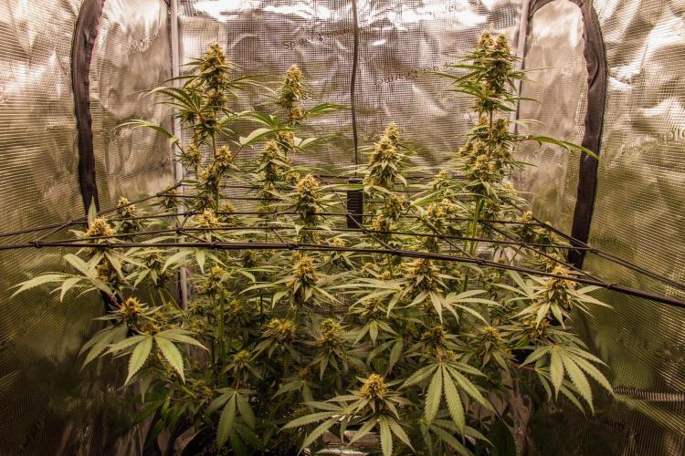 Pepe's Garden. Week 6