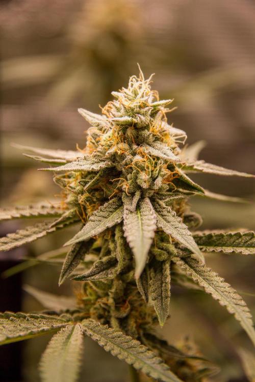 Pepe's Garden. Week 6 - Week 6