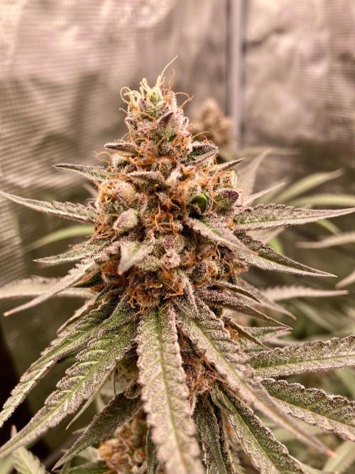 Pepe's Garden. Week 8 - Week 8