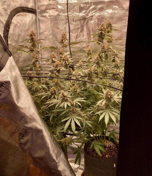 Pepe's Garden. Week 8