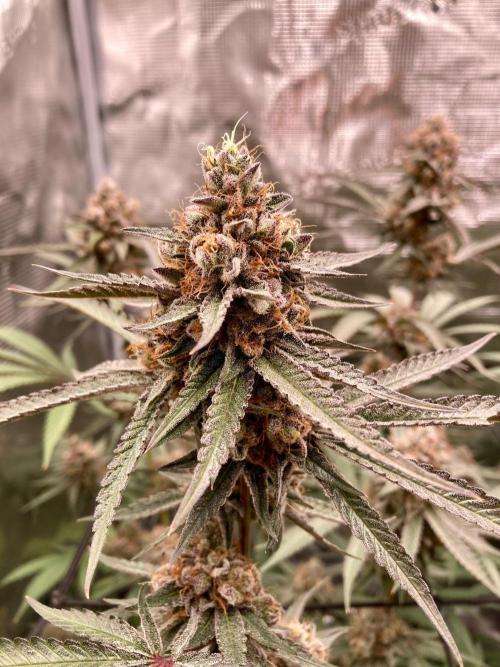 Pepe's Garden. Week 8