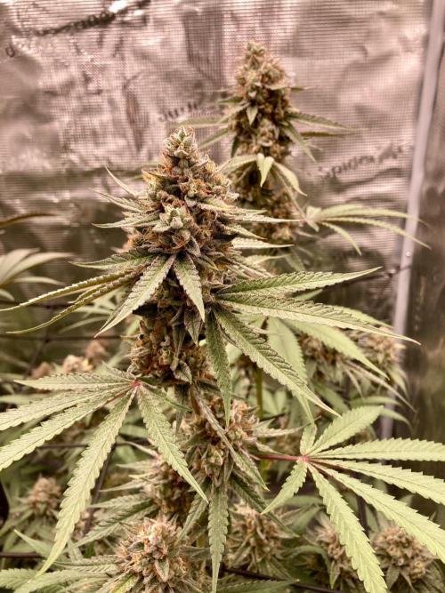 Pepe's Garden. Week 8