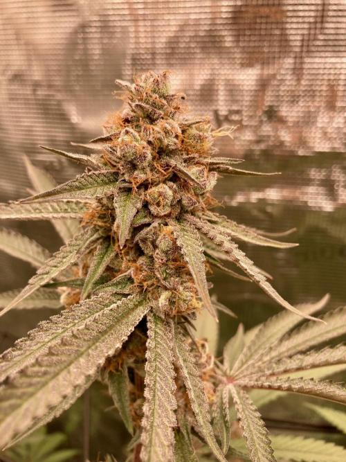 Pepe's Garden. Week 8