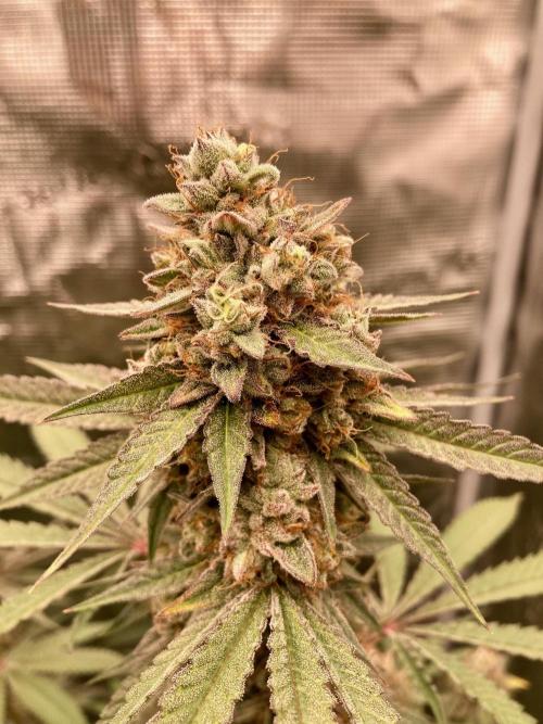 Pepe's Garden. Week 8