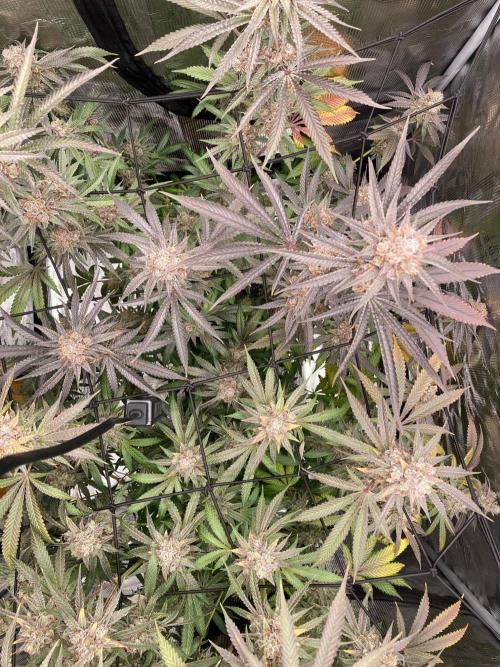 Pepe's Garden. Week 9 - highlighting the leaf colour differences of the two phenos.