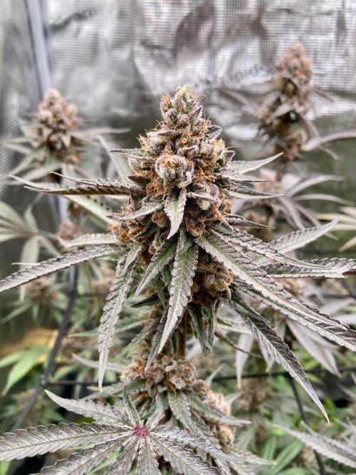 Pepe's Garden. Week 9 - Day 63