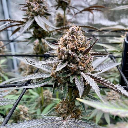 Pepe's Garden. Week 9