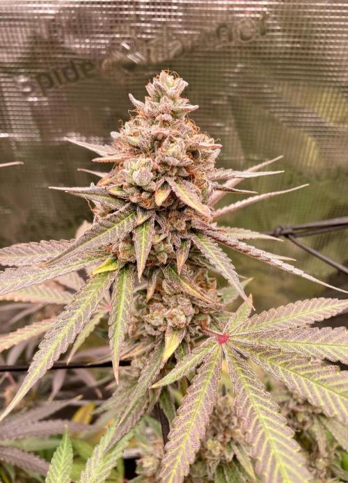 Pepe's Garden. Week 9