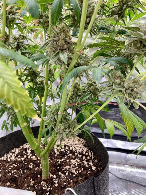 Pepe's Garden. Week 9 - I'm amazed at how chunky the buds at the bottom are, no popcorn buds this time