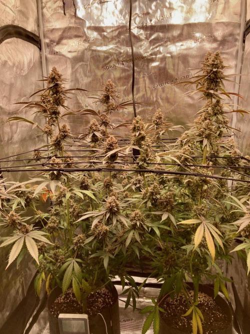 Pepe's Garden. Week 9