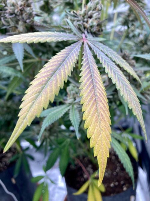 Pepe's Garden. Week 9 - Autumn colours starting to show