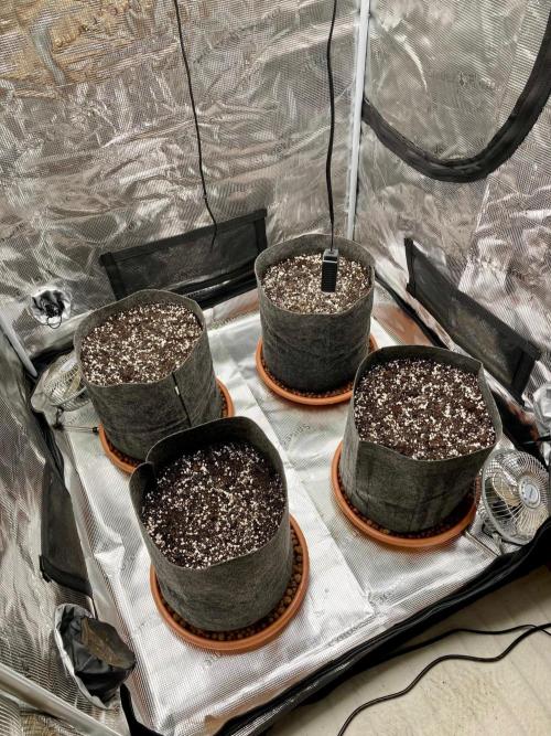 Pepe's Garden of Unearthly Delights. Week 0 - My grow space