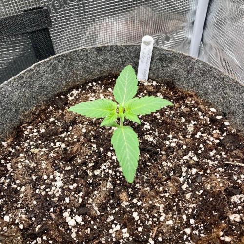 Pepe's Garden of Unearthly Delights. Week 0