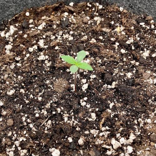 Pepe's Garden of Unearthly Delights. Week 0