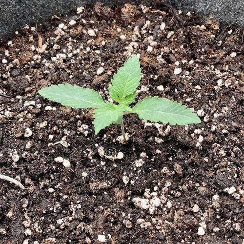 Pepe's Garden of Unearthly Delights. Week 0