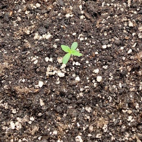 Pepe's Garden of Unearthly Delights. Week 0