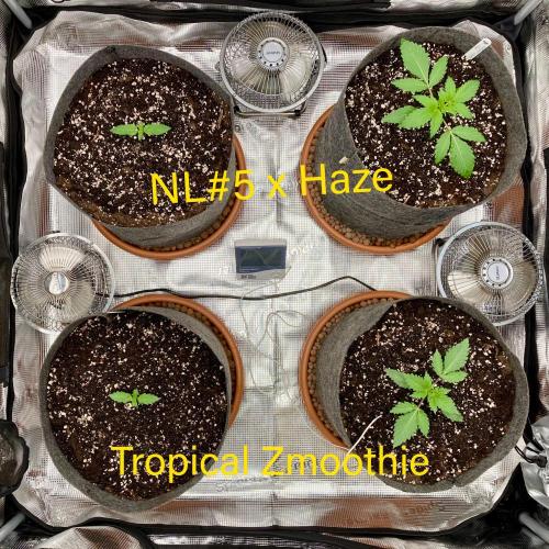 Pepe's Garden of Unearthly Delights. Week 0