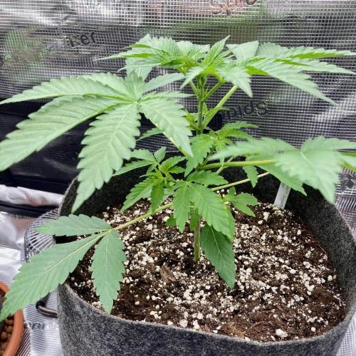 Pepe's Garden of Unearthly Delights. Week 1 - NL#5 x Haze A