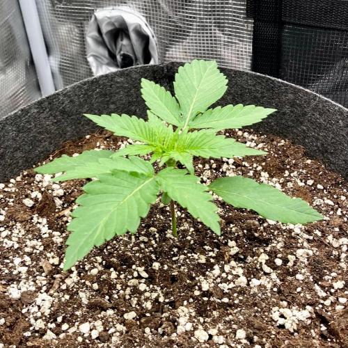 Pepe's Garden of Unearthly Delights. Week 1 - NL#5 x Haze B