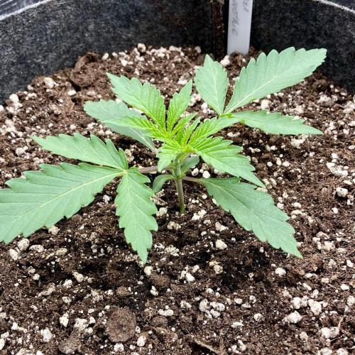 Pepe's Garden of Unearthly Delights. Week 1 - Tropical Zmoothie B