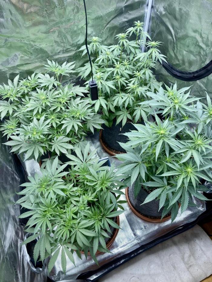 Pepe's Garden of Unearthly Delights. Week 2 - 10 days after switching to 12/12. 