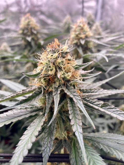 Pepe's Garden of Unearthly Delights. Week 6 - NL#5 x Haze (plant b)