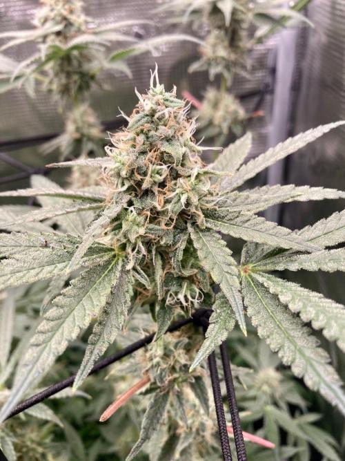 Pepe's Garden of Unearthly Delights. Week 6 - NL#5 x Haze (plant a)