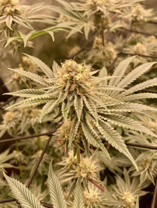 Pepe's Garden of Unearthly Delights. Week 6 - Tropical Zmoothie (plant b)