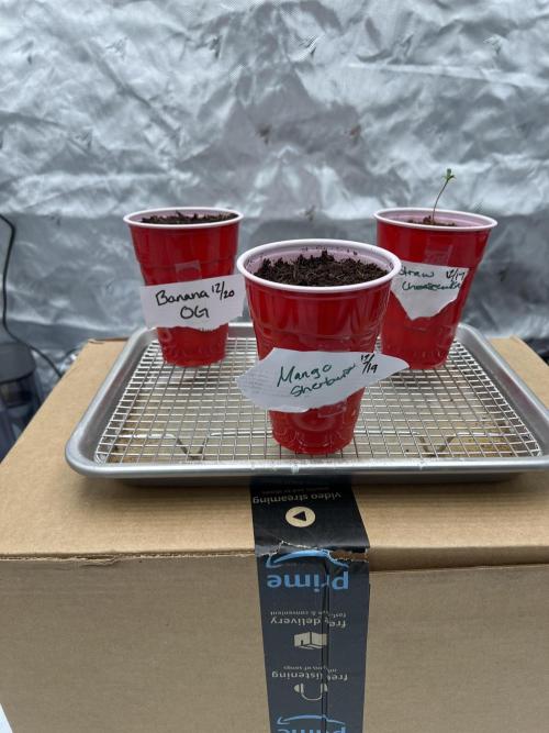 Evo 8 test run. Week 0