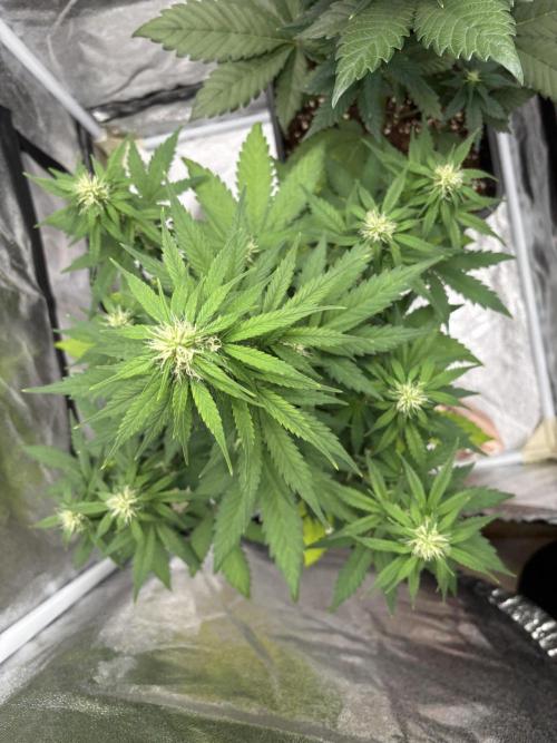 Papaya cookies auto. Week 8 - La papaya inizia a perdere colore e diventare più chiara 