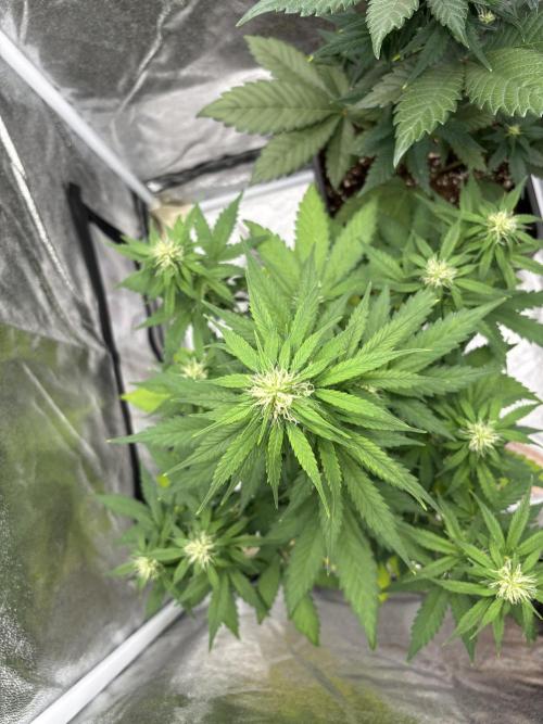 Papaya cookies auto. Week 8