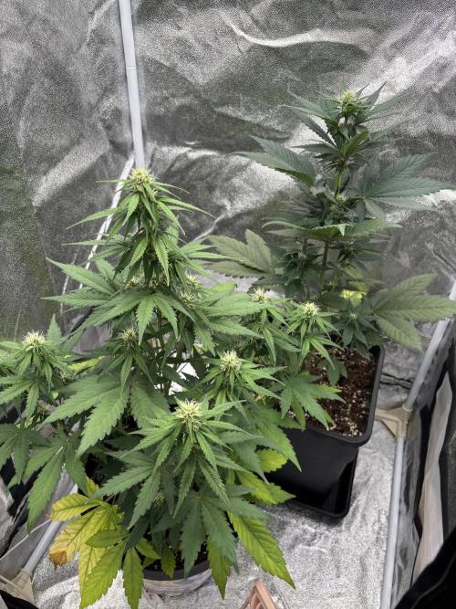 Papaya cookies auto. Week 8