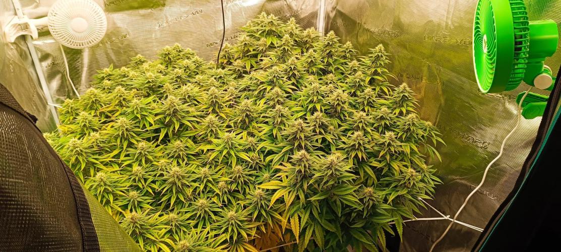 Tyring arround.. Week 11