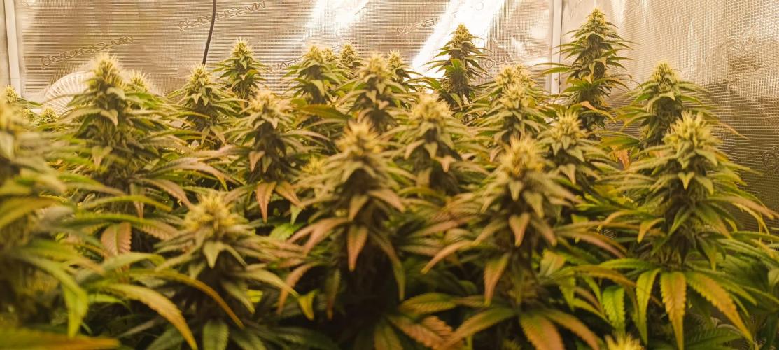 Tyring arround.. Week 12