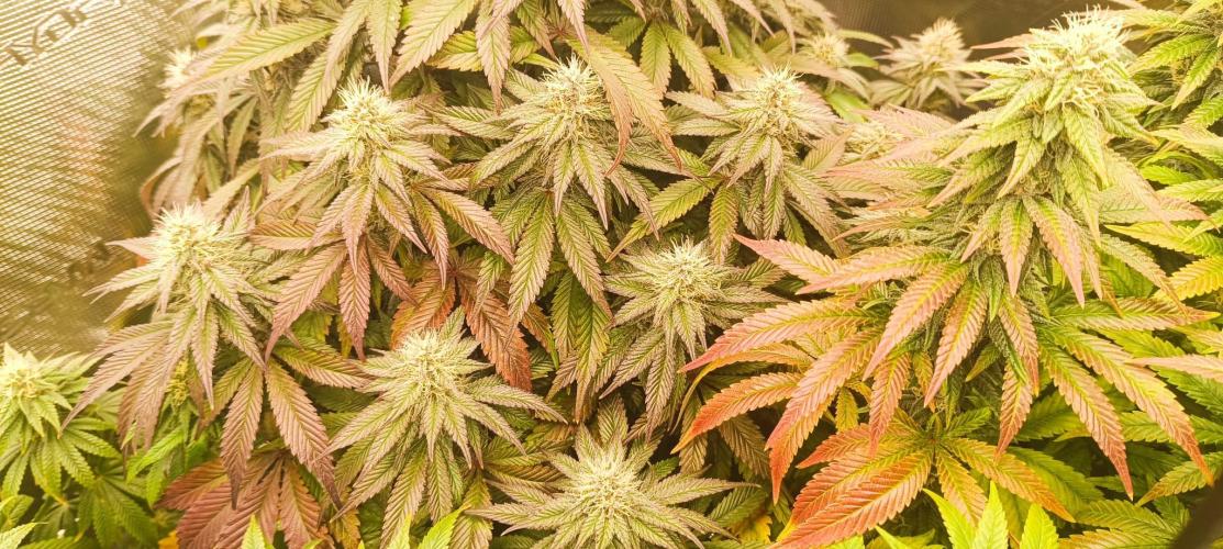 Tyring arround.. Week 12