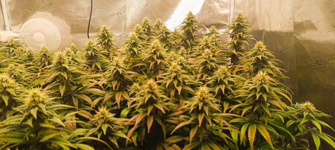 Tyring arround.. Week 12