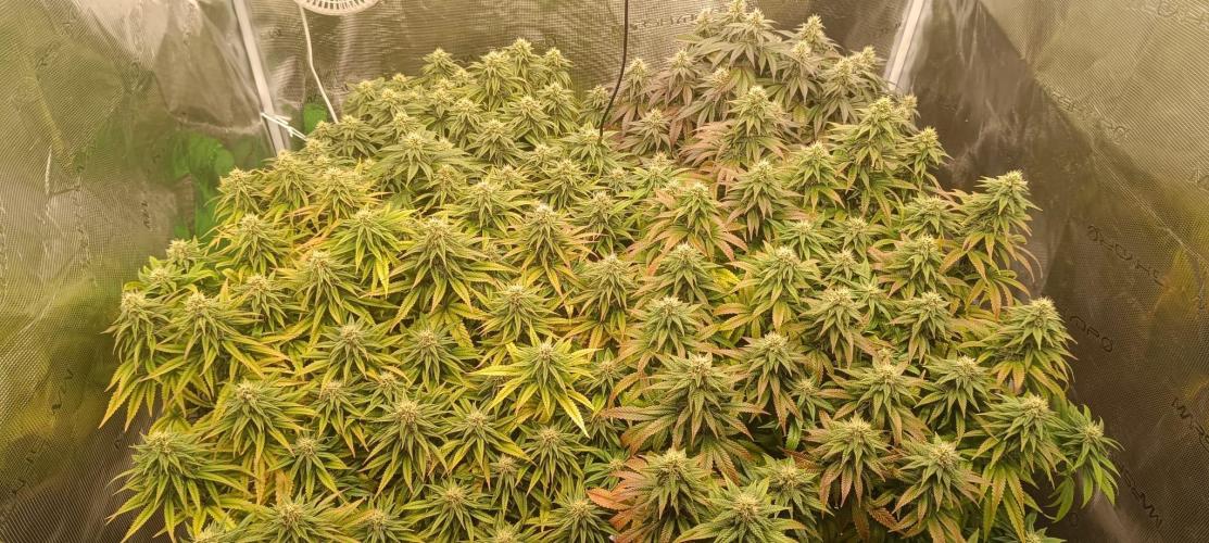 Tyring arround.. Week 12