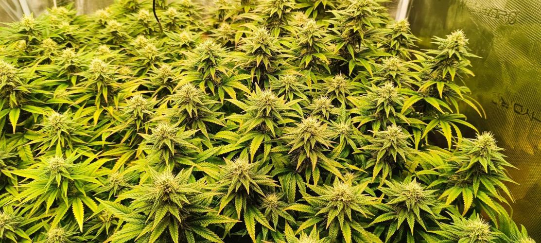 Tyring arround.. Week 13