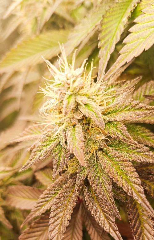 Tyring arround.. Week 13