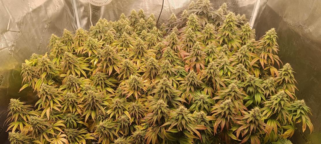 Tyring arround.. Week 13