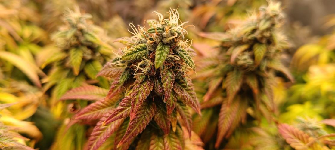 Tyring arround.. Week 14